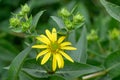 Whole-leaf Rosinweed Silphium integrifolium yellow composite flower and buds Royalty Free Stock Photo